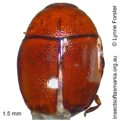 Species image
