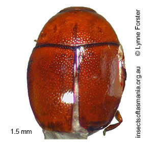 Cerylonidae unplaced TFIC sp 04