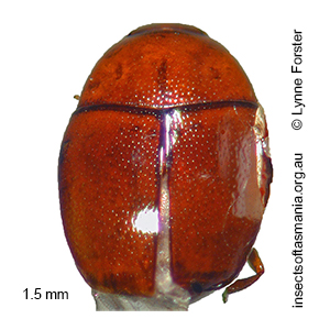Cerylonidae unplaced TFIC sp 04