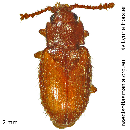 Species image