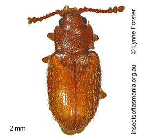 Cryptophagidae unplaced TFIC sp 06