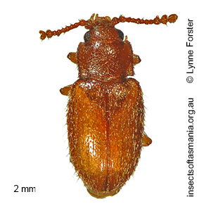 Cryptophagidae unplaced TFIC sp 06