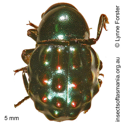 Species image