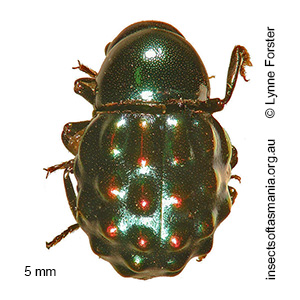 Notolioon gemmatus