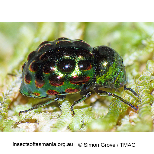 Species image