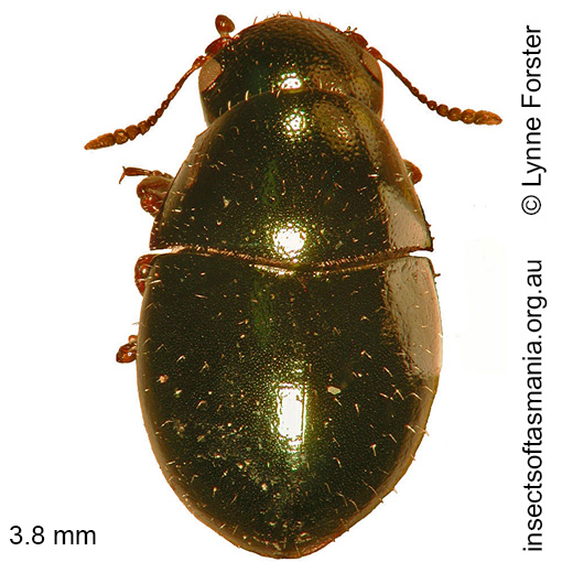 Species image