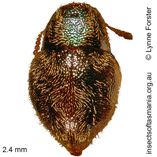 Species image