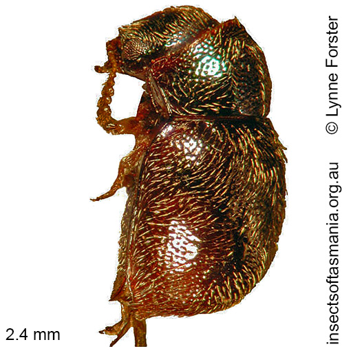 Species image