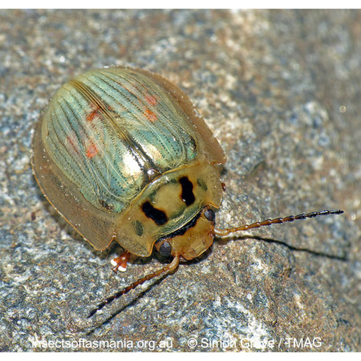 Species image