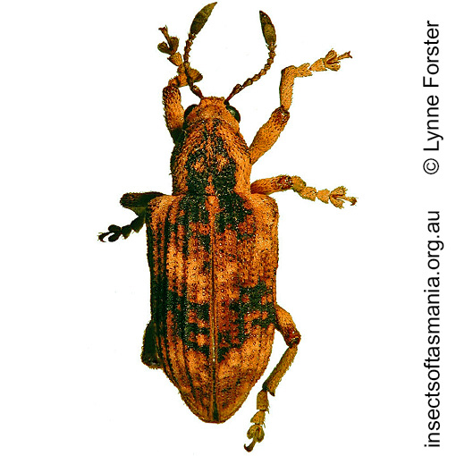 Species image