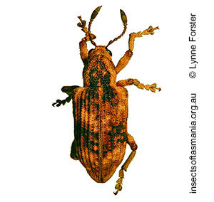 Pelororhinus transversus