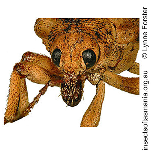 Species image