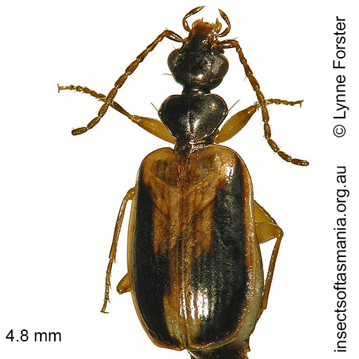 Species image