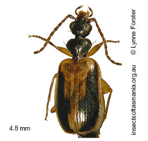 Pentagonica vittipennis