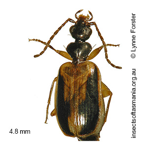 Pentagonica vittipennis