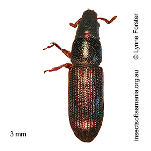Pentamimus australis