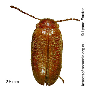 Petrocyphon antarcticus