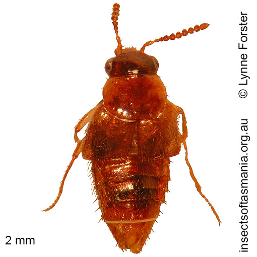 Species image