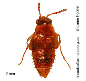 Philonthus TFIC sp 04