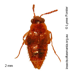 Philonthus TFIC sp 04