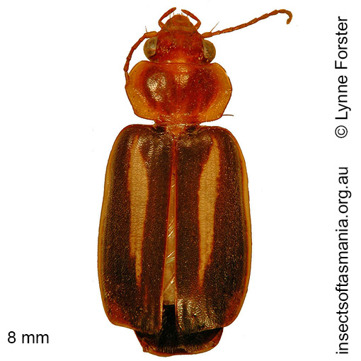 Species image