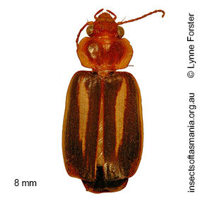 Philophlaeus TFIC sp 01