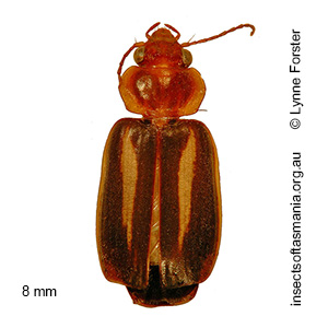Philophlaeus TFIC sp 01
