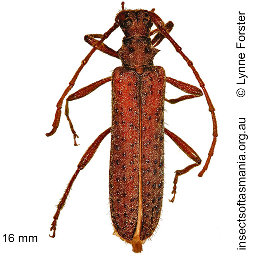 Species image