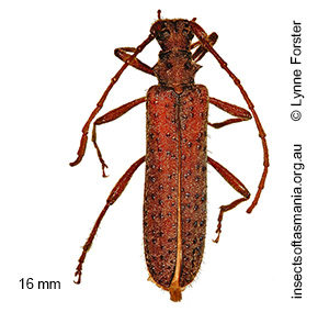 Phlyctaenodes pustulatus
