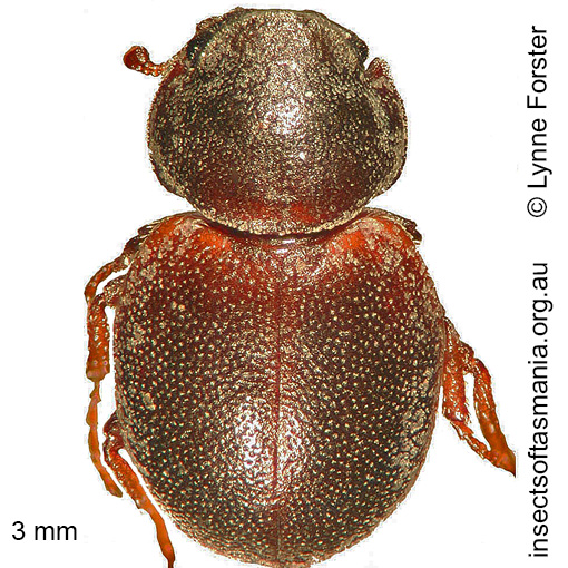 Species image