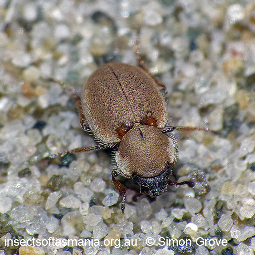 Species image