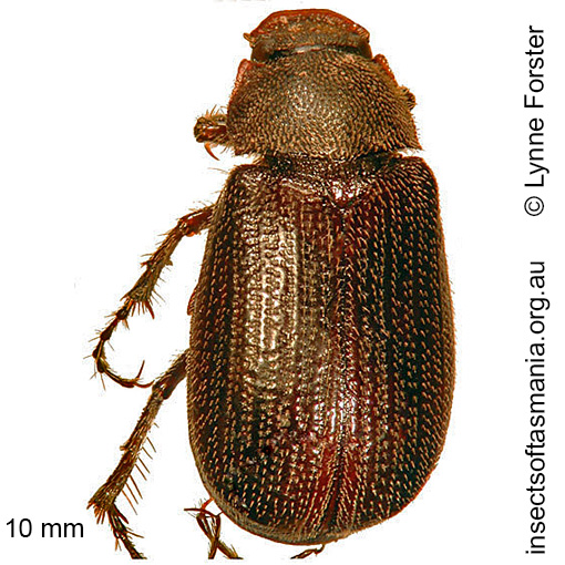 Species image