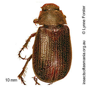 Phyllochlaenia TFIC sp 01