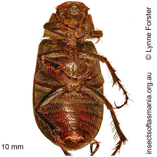 Species image