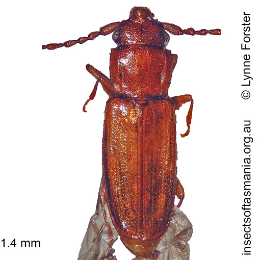 Species image