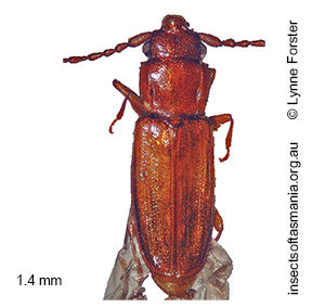 Placonotus australasiae