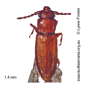 Placonotus australasiae