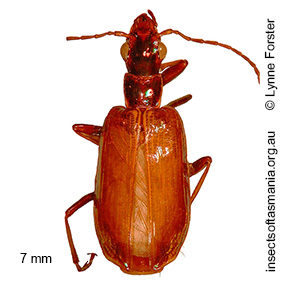 Plagiotelum opalescens
