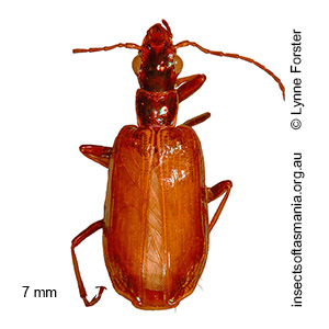 Plagiotelum opalescens