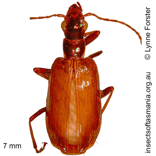 Species image