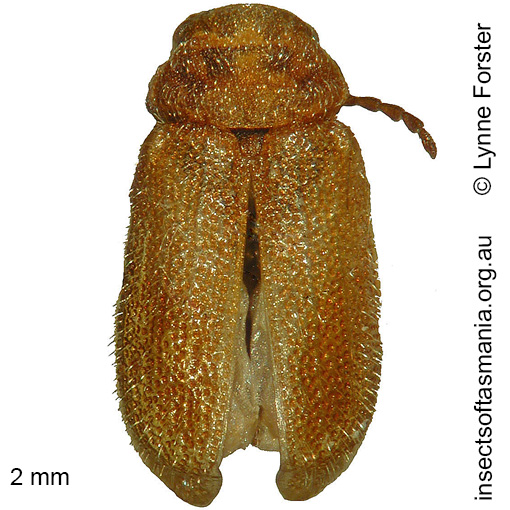 Species image