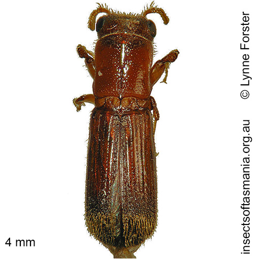 Species image