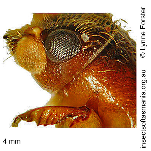 Species image
