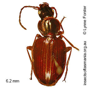 Pogonoschema solidum
