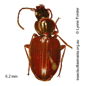 Pogonoschema solidum