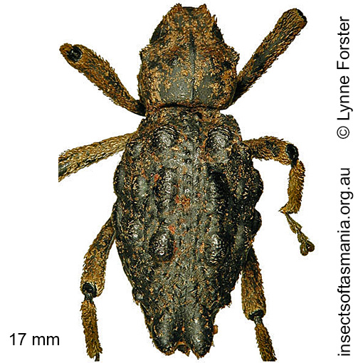 Species image