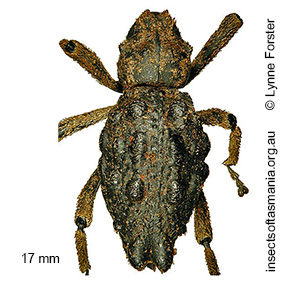 Poropterus conifer