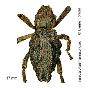 Poropterus conifer
