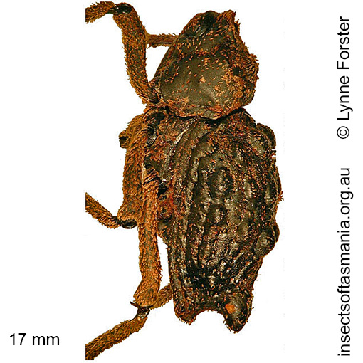 Species image