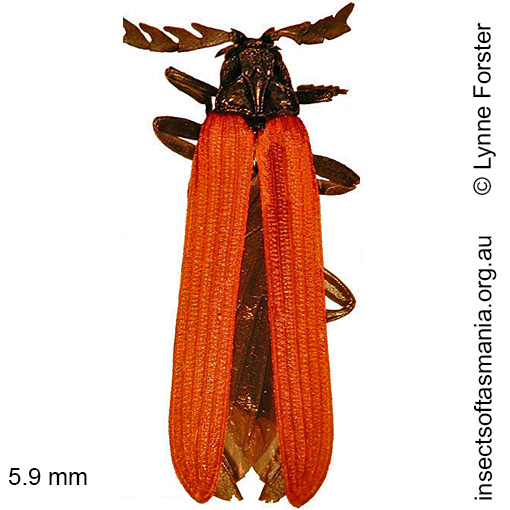 Species image